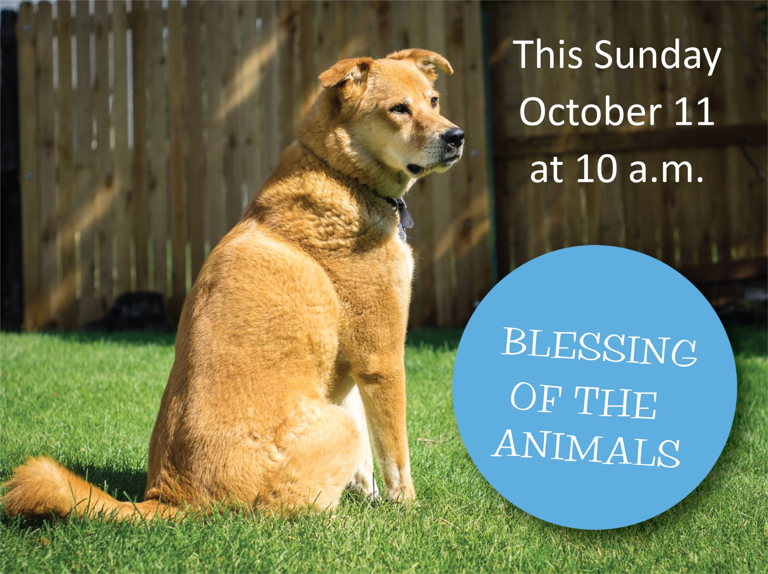 Animal Blessing